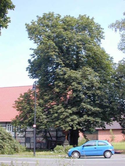 Bild 1 von 1 Kastanie